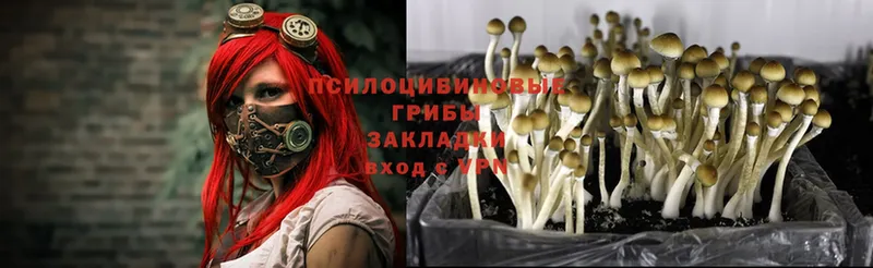 Псилоцибиновые грибы Psilocybine cubensis Белокуриха